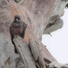 Callocephalon fimbriatum (Gang-gang Cockatoo) at GG55 - 12 Nov 2020 by JackyF