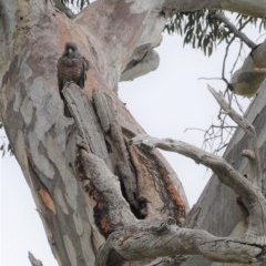 Callocephalon fimbriatum at Deakin, ACT - suppressed