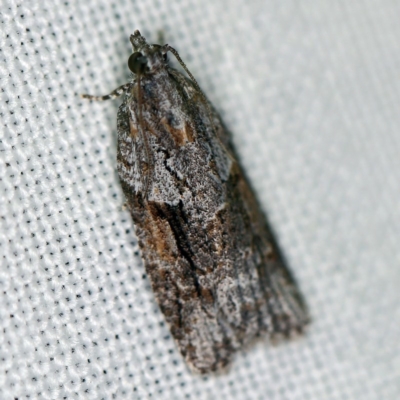 Acropolitis rudisana (Family Tortricinae) at Goorooyarroo NR (ACT) - 6 Nov 2020 by ibaird