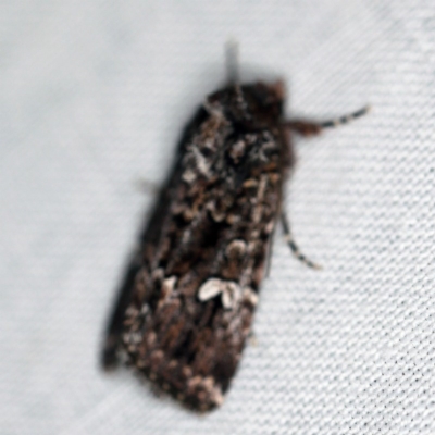 Ectopatria horologa (Nodding Saltbush Moth) at Forde, ACT - 6 Nov 2020 by ibaird