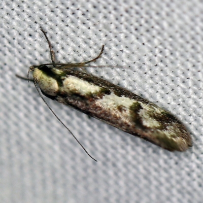Eusemocosma pruinosa (Philobota Group Concealer Moth) at Goorooyarroo NR (ACT) - 6 Nov 2020 by ibaird