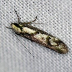 Eusemocosma pruinosa (A Concealer moth) at Forde, ACT - 6 Nov 2020 by ibaird