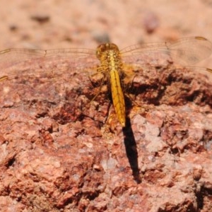 Diplacodes haematodes at Denman Prospect, ACT - 9 Nov 2020