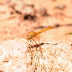 Diplacodes haematodes at Denman Prospect, ACT - 9 Nov 2020