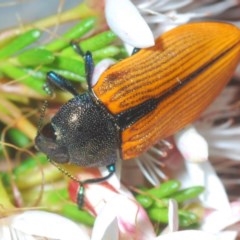 Castiarina subpura (A jewel beetle) at Tidbinbilla Nature Reserve - 10 Nov 2020 by Harrisi