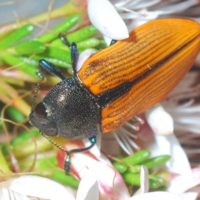 Castiarina subpura (A jewel beetle) at Paddys River, ACT - 10 Nov 2020 by Harrisi