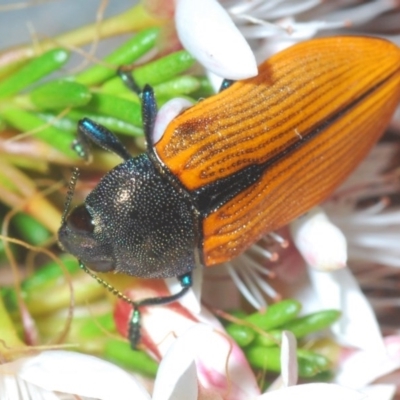 Castiarina subpura (A jewel beetle) at Paddys River, ACT - 10 Nov 2020 by Harrisi