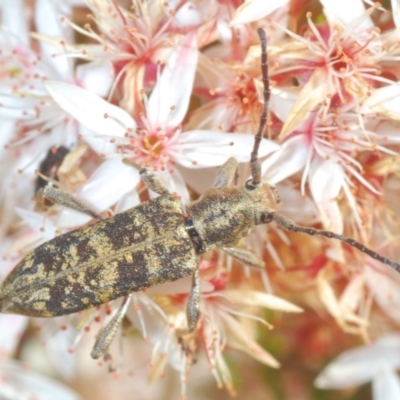 Pempsamacra dispersa (Longhorn beetle) at Paddys River, ACT - 10 Nov 2020 by Harrisi