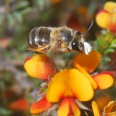 Trichocolletes sp. (genus) (Spring Bee) at Paddys River, ACT - 10 Nov 2020 by Harrisi