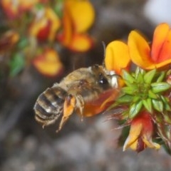 Trichocolletes sp. (genus) at Paddys River, ACT - 10 Nov 2020