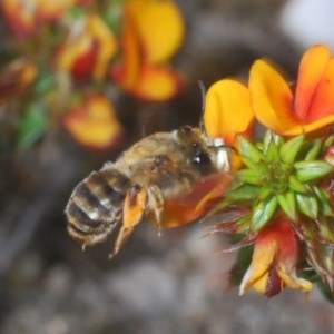 Trichocolletes sp. (genus) at Paddys River, ACT - 10 Nov 2020