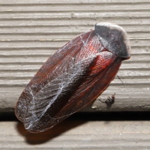 Laxta granicollis at Acton, ACT - 12 Nov 2020