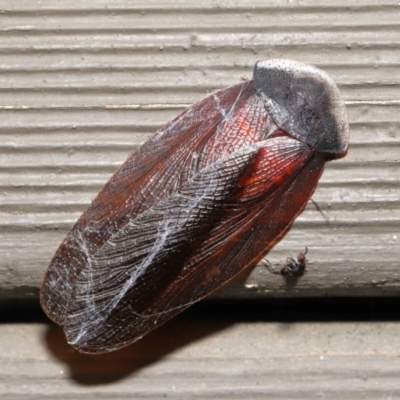 Laxta granicollis (Common bark or trilobite cockroach) at Acton, ACT - 12 Nov 2020 by TimL