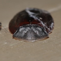 Laxta granicollis at Acton, ACT - 12 Nov 2020