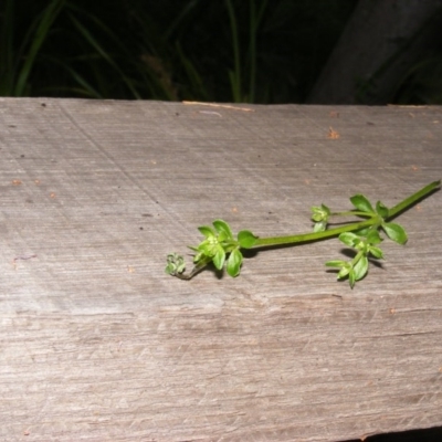 Galium liratum (Furrowed Bedstraw) at Tennent, ACT - 4 Nov 2020 by MichaelMulvaney