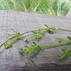 Galium liratum at Tennent, ACT - 4 Nov 2020 10:44 AM