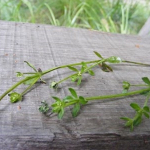 Galium liratum at Tennent, ACT - 4 Nov 2020