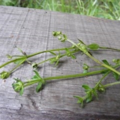 Galium liratum at Tennent, ACT - 4 Nov 2020