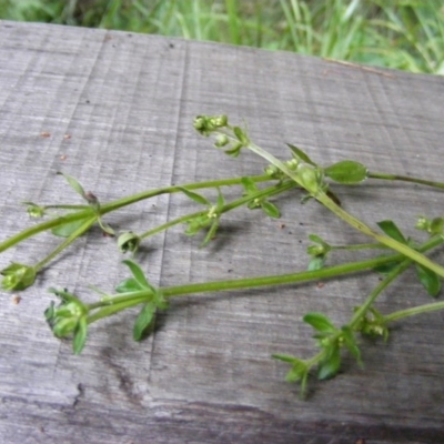 Galium liratum (Furrowed Bedstraw) at Tharwa, ACT - 3 Nov 2020 by MichaelMulvaney