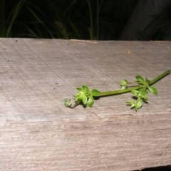 Galium liratum at Tharwa, ACT - 4 Nov 2020