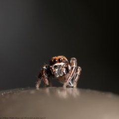 Opisthoncus sp. (genus) at Acton, ACT - 12 Nov 2020 by Roger