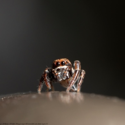 Opisthoncus sp. (genus) at Acton, ACT - 12 Nov 2020 by Roger