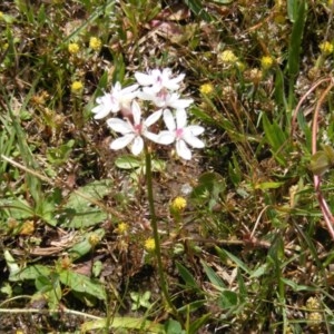 Burchardia umbellata at Forde, ACT - 12 Nov 2020