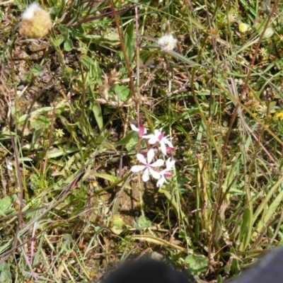 Burchardia umbellata (Milkmaids) at Forde, ACT - 12 Nov 2020 by MichaelMulvaney