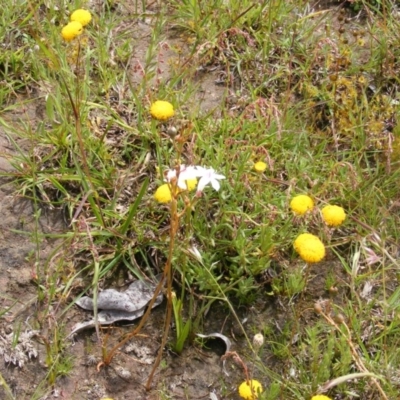 Burchardia umbellata (Milkmaids) at Wallaroo, ACT - 12 Nov 2020 by MichaelMulvaney