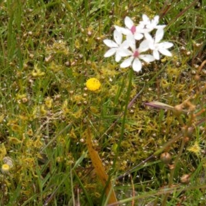 Burchardia umbellata at Wallaroo, ACT - 12 Nov 2020