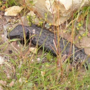 Tiliqua rugosa at Wallaroo, NSW - 12 Nov 2020