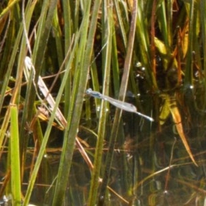 Austrolestes leda at Mount Clear, ACT - 11 Nov 2020