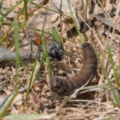 Podalonia tydei (Caterpillar-hunter wasp) at Namadgi National Park - 11 Nov 2020 by RAllen