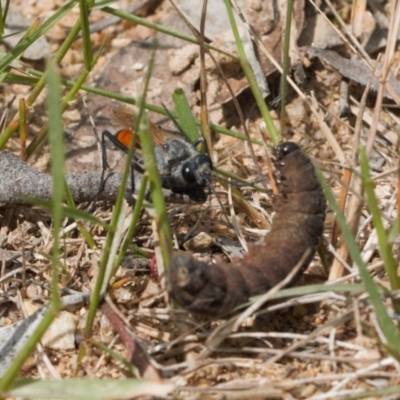 Podalonia tydei (Caterpillar-hunter wasp) at Mount Clear, ACT - 11 Nov 2020 by RAllen