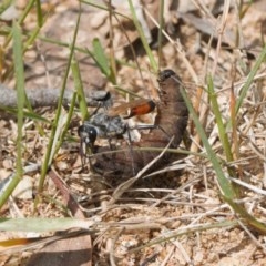 Podalonia tydei at Mount Clear, ACT - 11 Nov 2020 12:08 PM