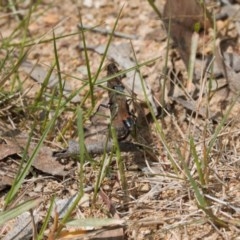 Podalonia tydei at Mount Clear, ACT - 11 Nov 2020 12:08 PM