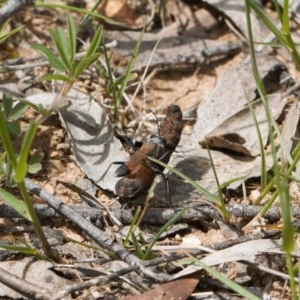 Podalonia tydei at Mount Clear, ACT - 11 Nov 2020 12:08 PM