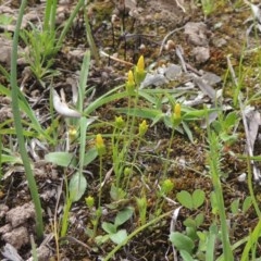 Cicendia quadrangularis at Kaleen, ACT - 5 Oct 2020