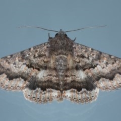 Eudesmeola lawsoni (Lawson's Night Moth) at Ainslie, ACT - 12 Nov 2020 by jbromilow50