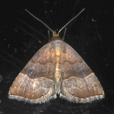 Meranda susialis (Three-lined Snout) at Ainslie, ACT - 12 Nov 2020 by jb2602