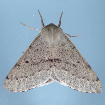 Arhodia lasiocamparia (Pink Arhodia) at Ainslie, ACT - 12 Nov 2020 by jb2602