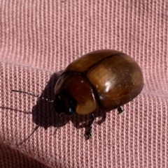 Paropsisterna sp. (genus) (A leaf beetle) at Black Range, NSW - 11 Nov 2020 by StephH