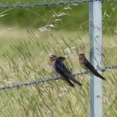 Hirundo neoxena (Welcome Swallow) at Bega, NSW - 13 Nov 2020 by MatthewHiggins