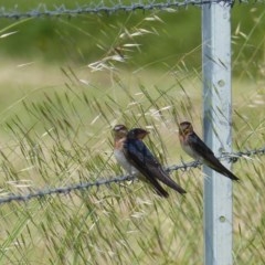 Hirundo neoxena (Welcome Swallow) at Bega, NSW - 12 Nov 2020 by MatthewHiggins