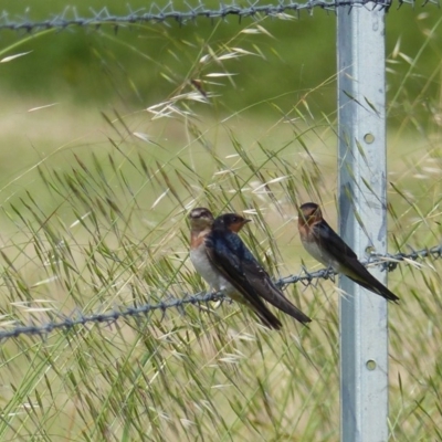 Hirundo neoxena (Welcome Swallow) at Bega, NSW - 13 Nov 2020 by MatthewHiggins