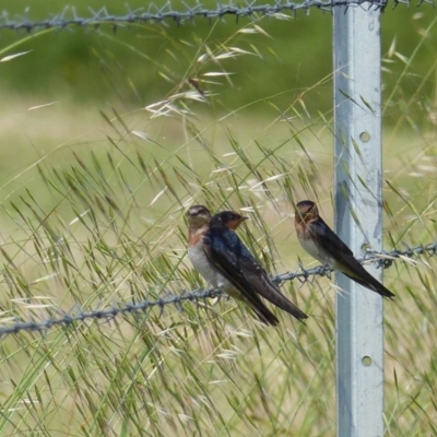 Hirundo neoxena (Welcome Swallow) at Bega, NSW - 12 Nov 2020 by MatthewHiggins