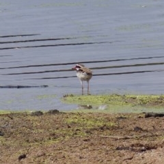 Charadrius melanops (Black-fronted Dotterel) at Bega, NSW - 12 Nov 2020 by MatthewHiggins