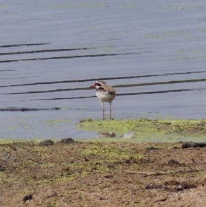 Charadrius melanops at Bega, NSW - 13 Nov 2020 09:54 AM