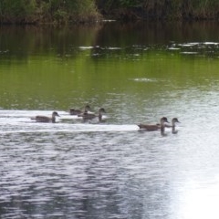 Anas gracilis (Grey Teal) at Bega, NSW - 13 Nov 2020 by MatthewHiggins