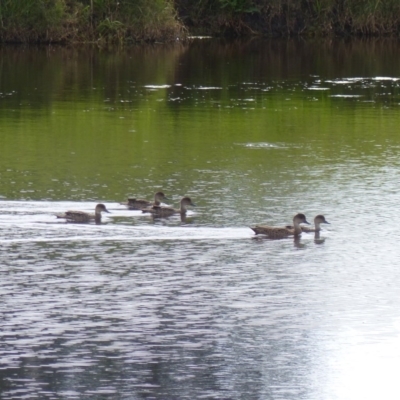 Anas gracilis (Grey Teal) at Bega, NSW - 13 Nov 2020 by MatthewHiggins